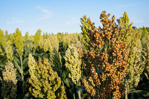 Sorghum 156010
