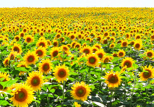 Sunflower Field 141698