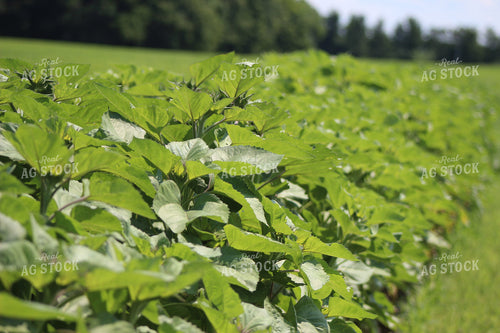 Sunflower Field 73042