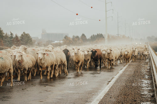 Sheep Crossing Road 83106