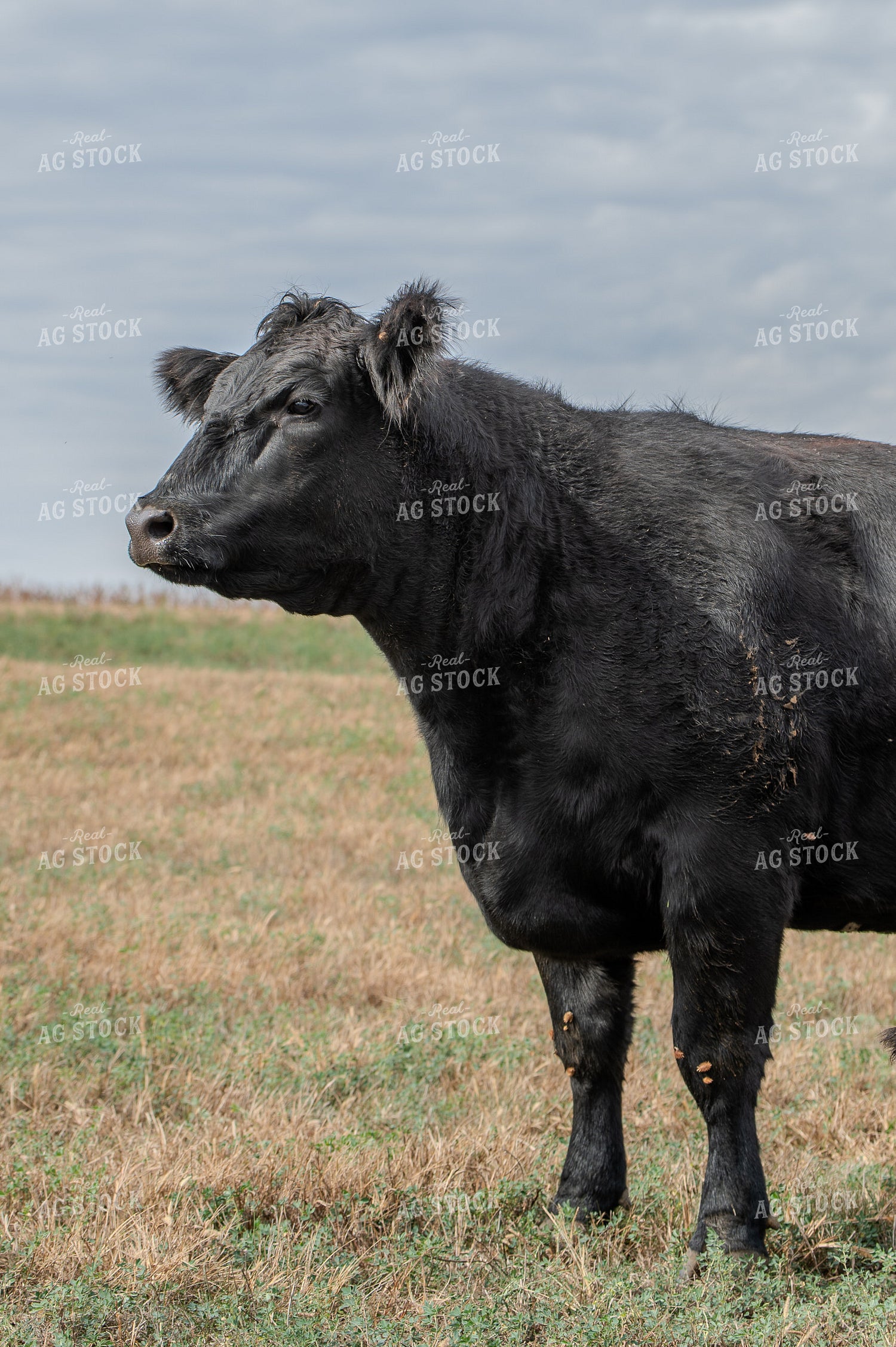 Angus Simmental Cross Cattle 236030