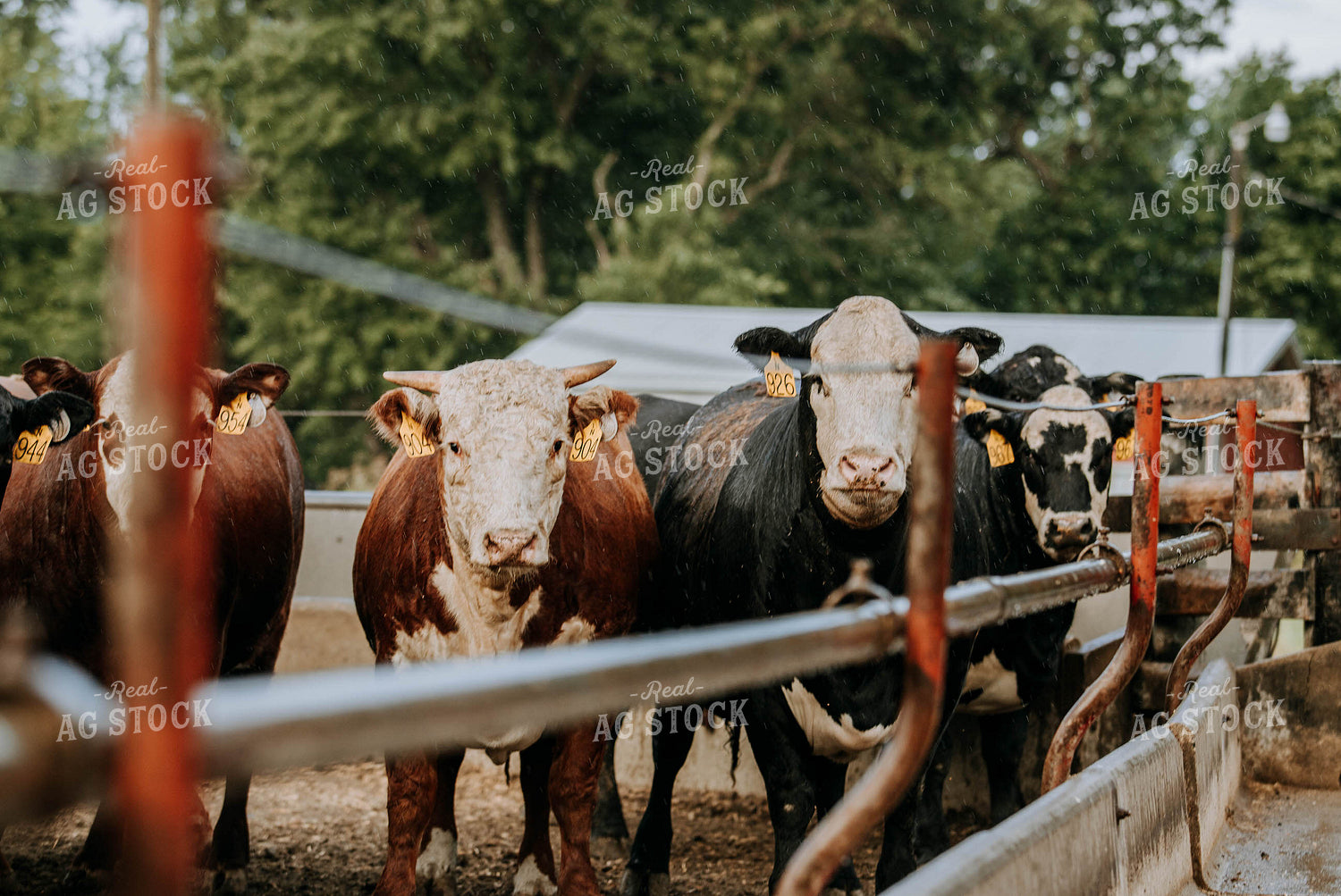 Cows in Farmyard 77105