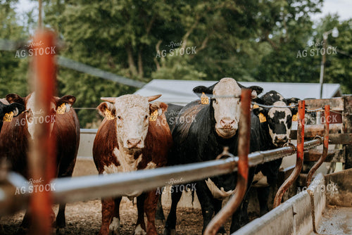 Cows in Farmyard 77105