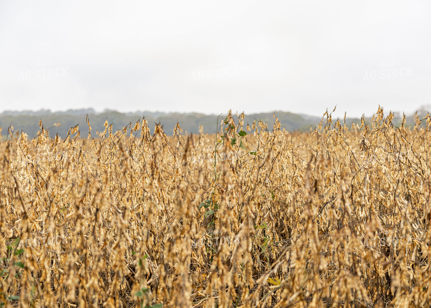Dried Soybean Field 264061