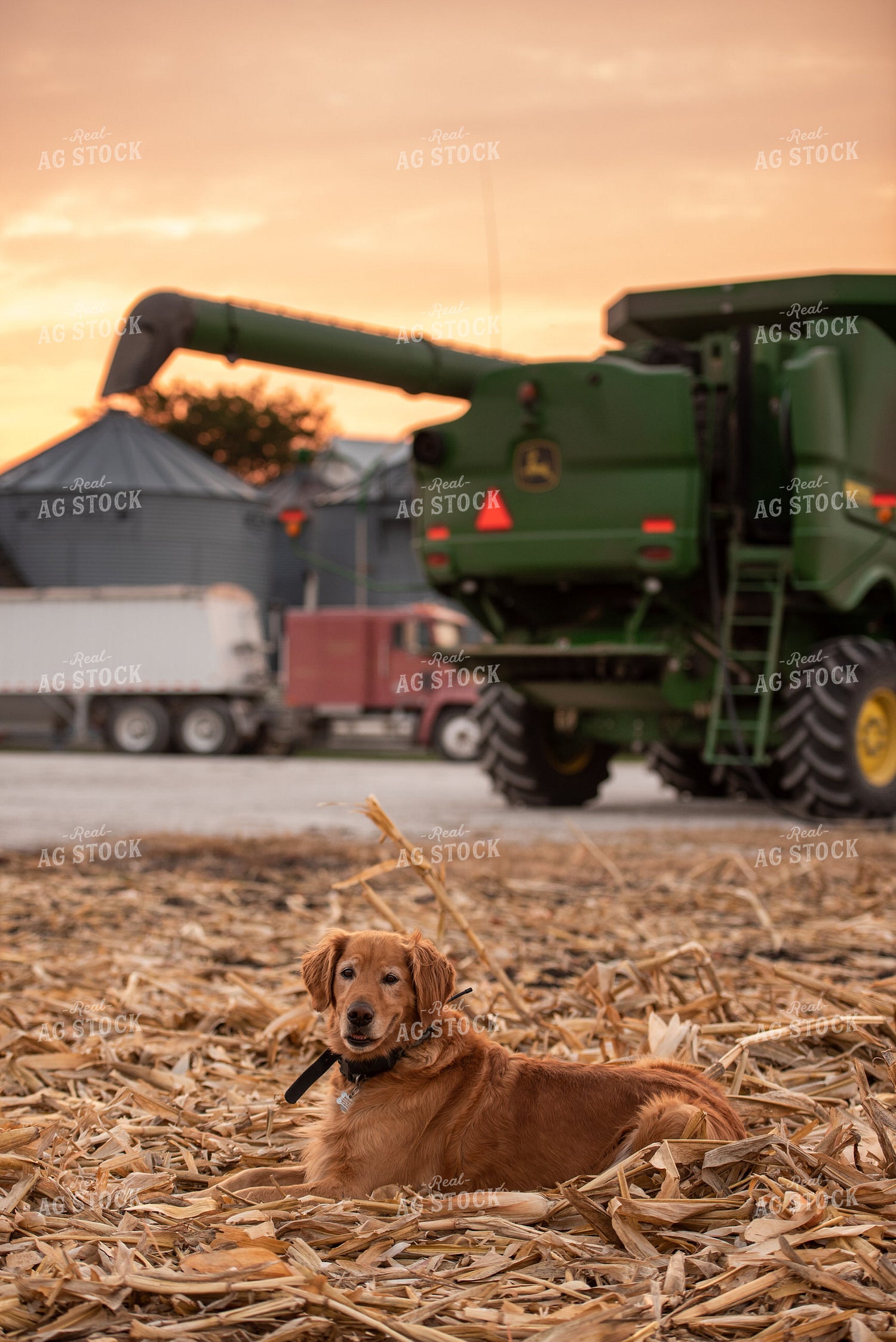 Farm Dog 274038