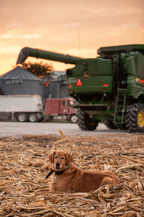 Farm Dog 274038