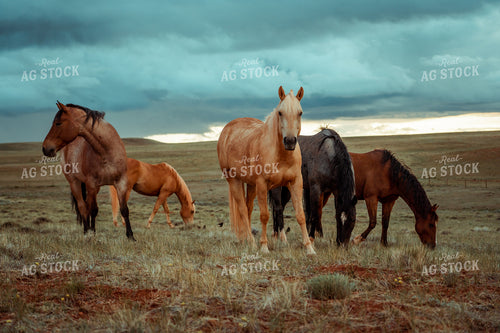 Horses with Stormy Sky 58074