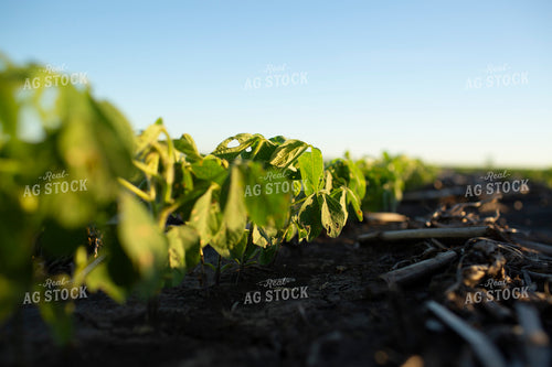 Soybeans - Early Growth 1419
