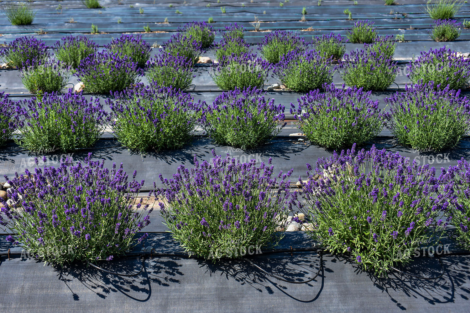 Lavendar 156113