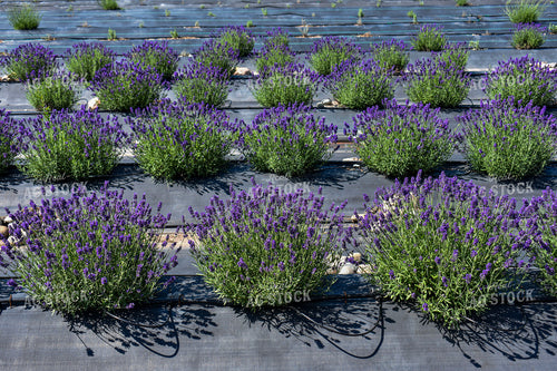 Lavendar 156113