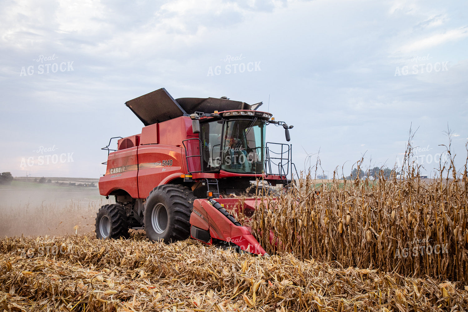 Corn Harvest 268216