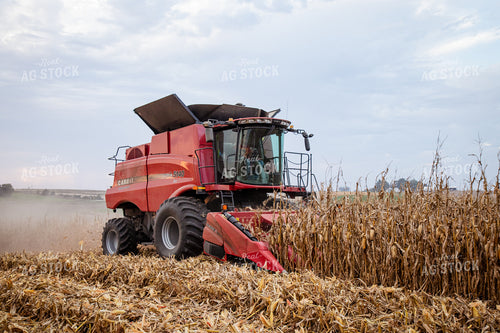 Corn Harvest 268216