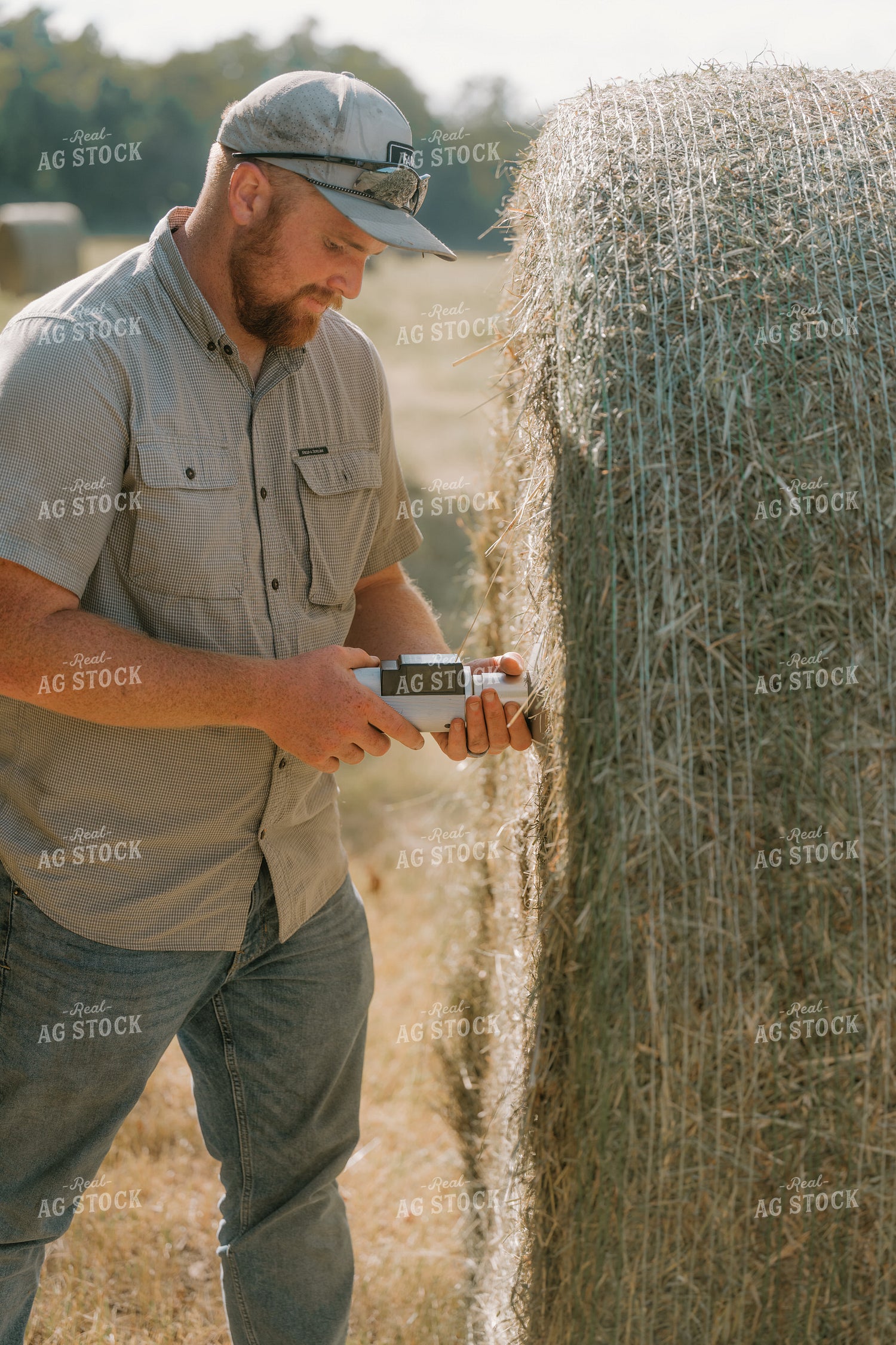 Farmer Checking Hay Moisture 125397
