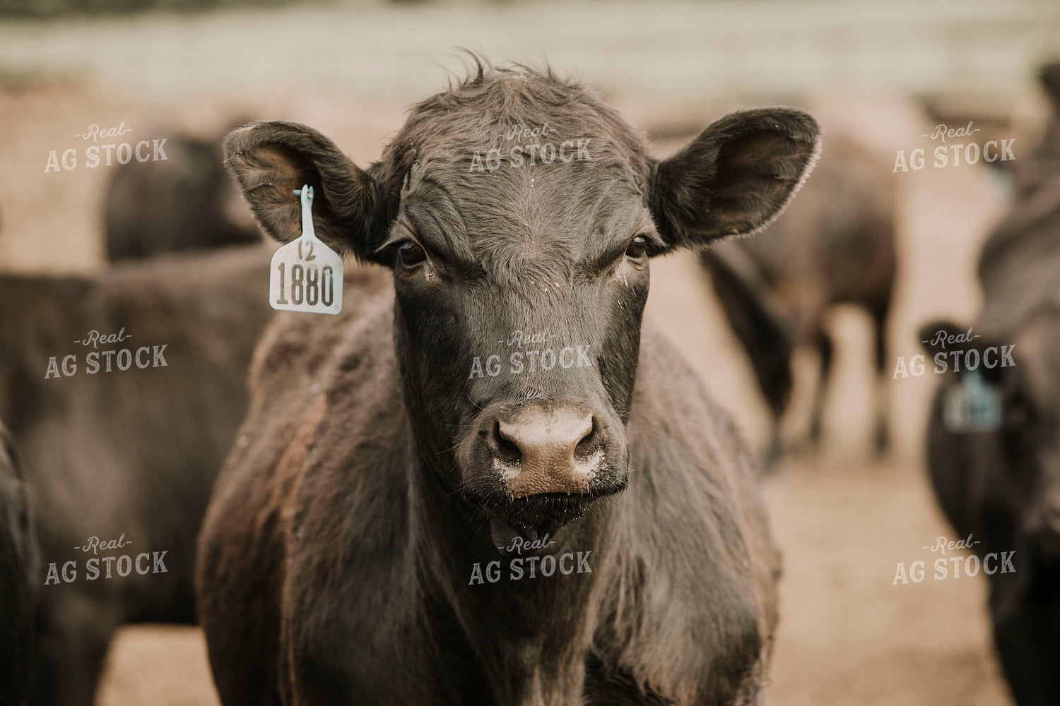 Feedyard 2996