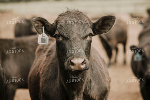 Feedyard 2996
