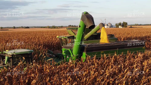 Corn Harvest 287039