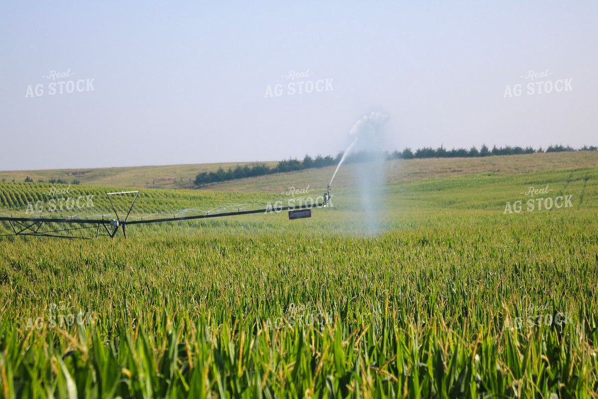 Irrigating Mid-Season Corn Field 82484