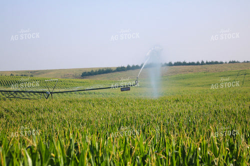 Irrigating Mid-Season Corn Field 82484