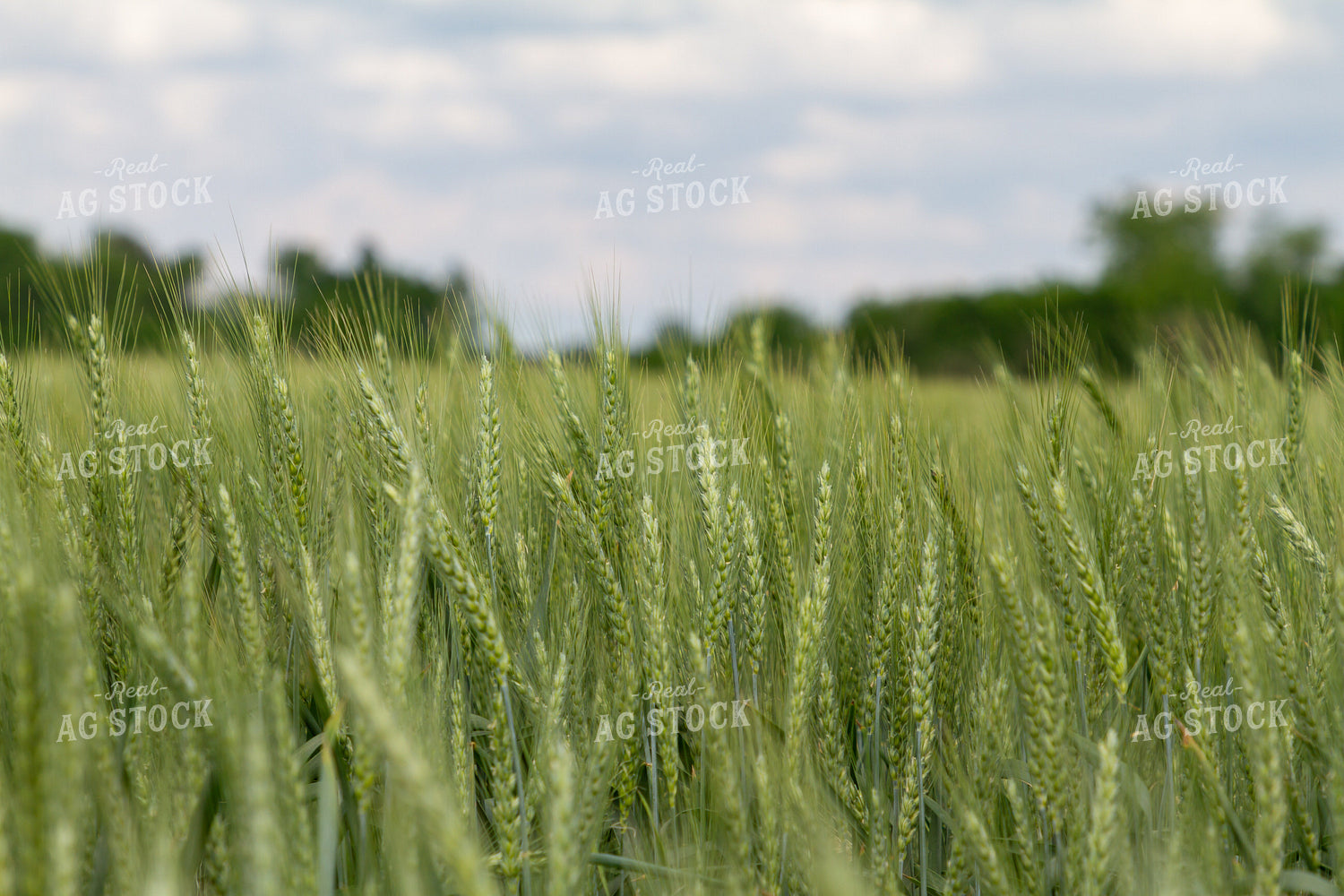 Field of Wheat 79006