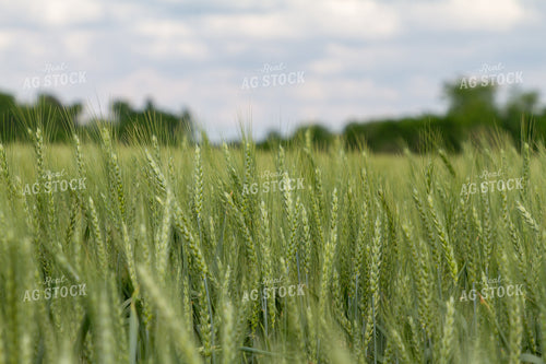 Field of Wheat 79006