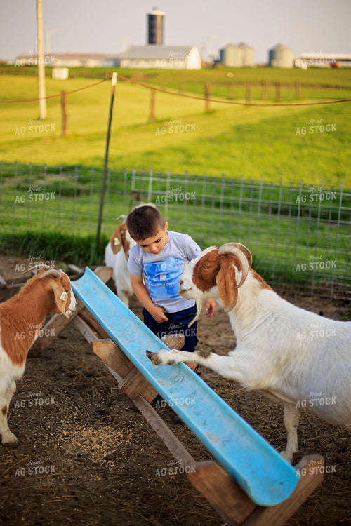 Farm Kid and Goats in Farmyard 93133