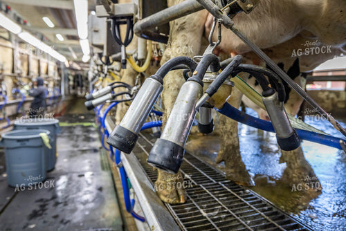 Milking Parlor 270027