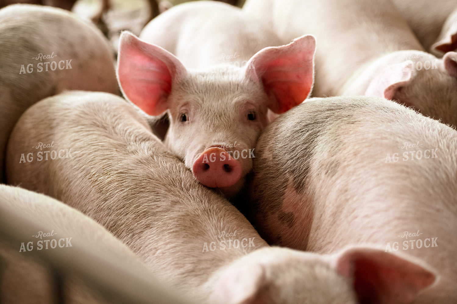 Pigs 90114