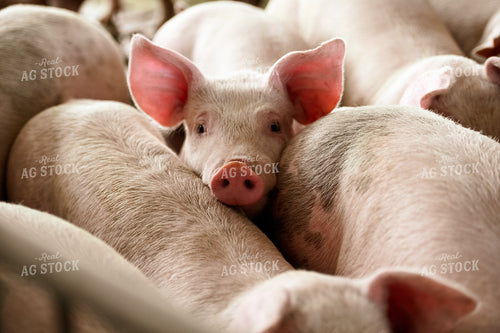 Pigs 90114
