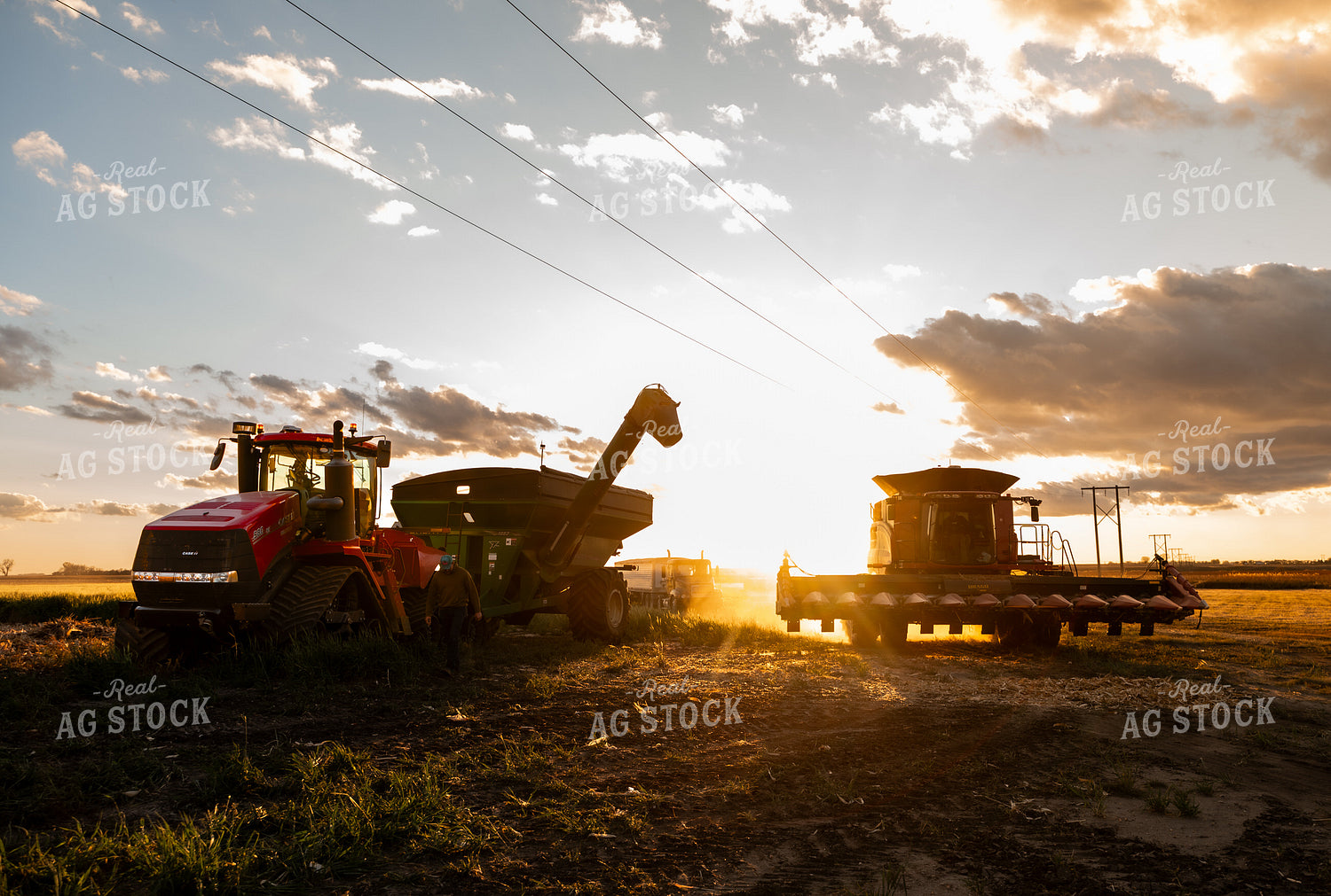 Corn Harvest 185114