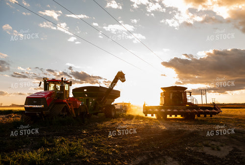 Corn Harvest 185114