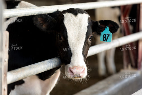 Holstein Cow Eating 90000