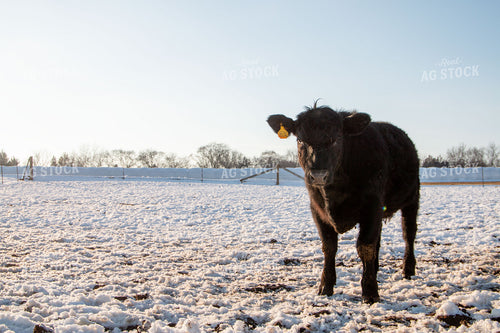 Cattle on Snowy Pasture 157032
