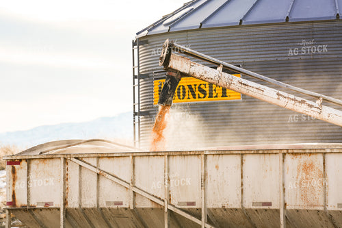 Loading Barley in Truck 293036