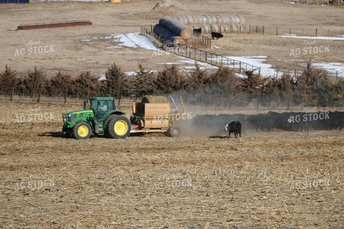 Feeding Out Hay to Cattle 82205