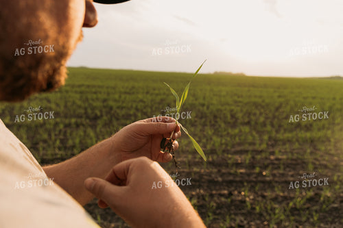 Farmer Scouting Sugar Beets 204008