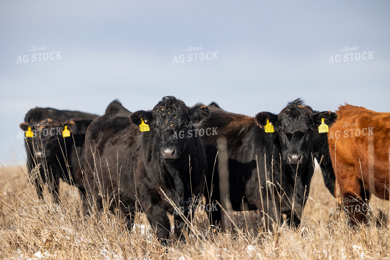 Angus Cattle 72171