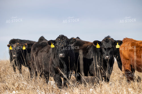 Angus Cattle 72171