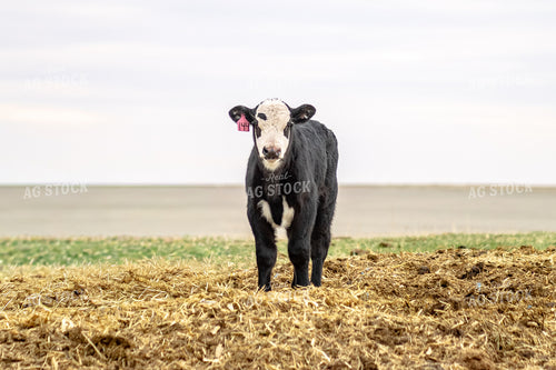 Black Baldy Calf 155703
