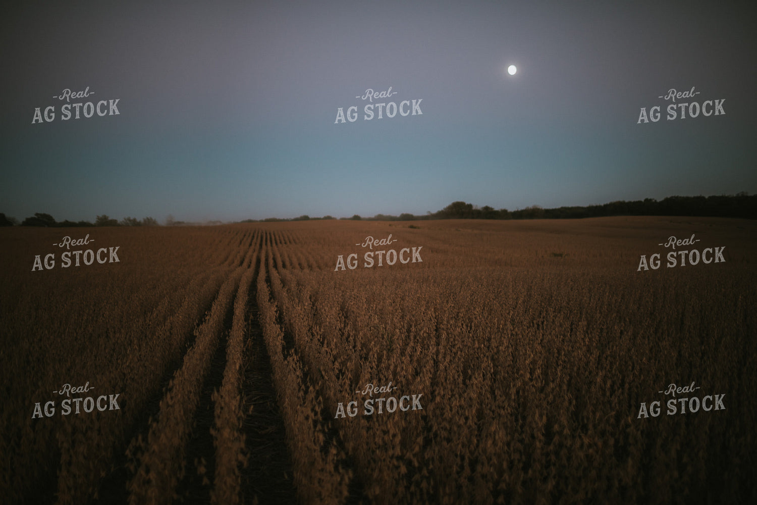 Soybean Field with Moon at Harvest 5176