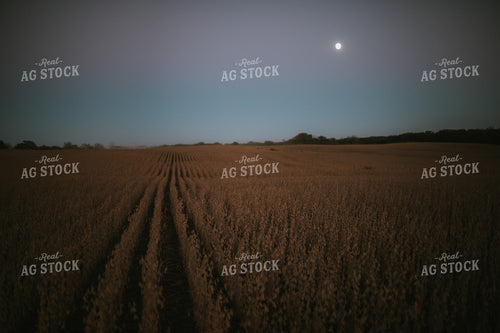 Soybean Field with Moon at Harvest 5176