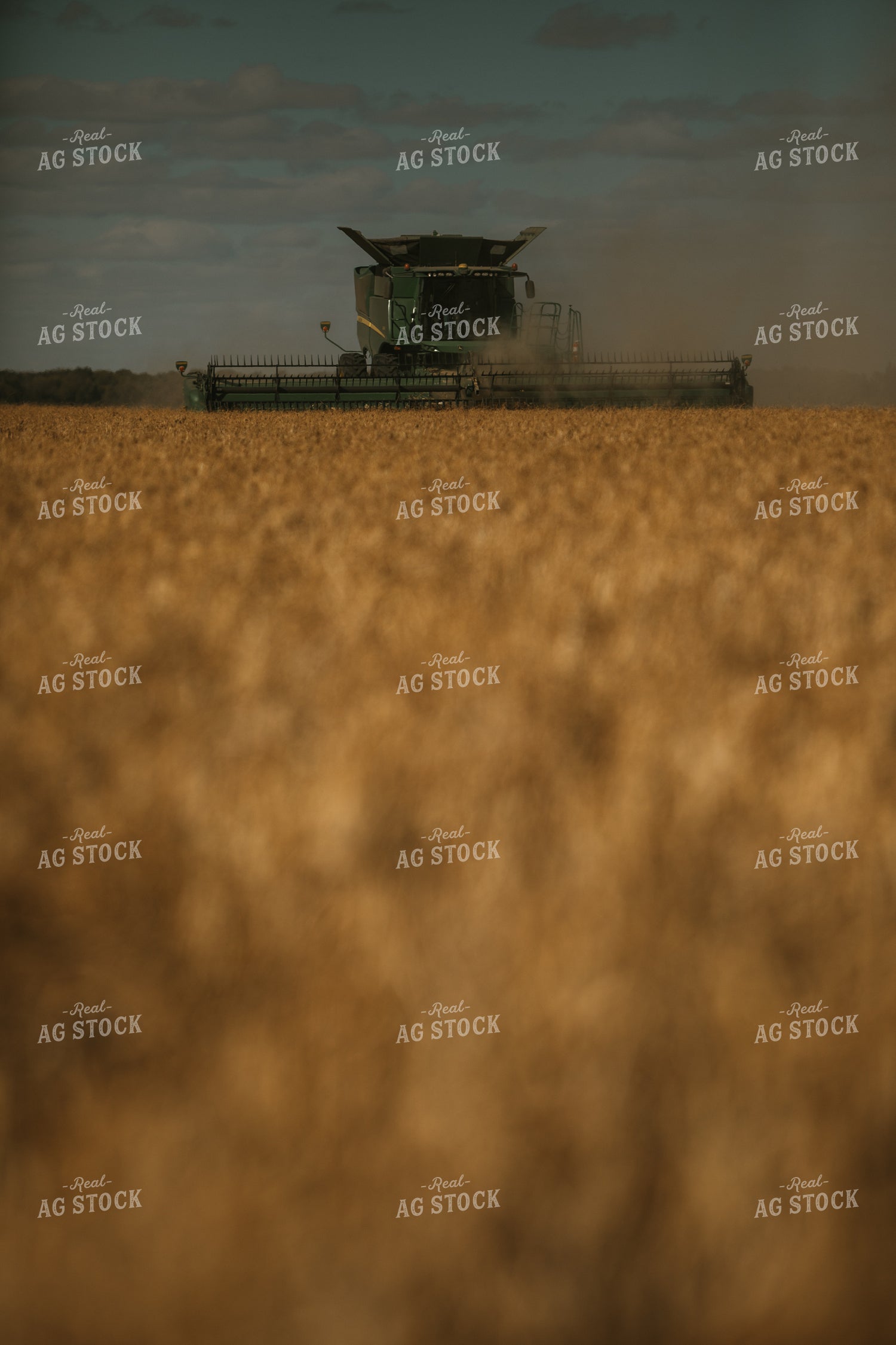 Combine Harvesting Beans 3296