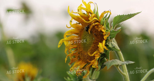Bee Pollinating Sunflower 3306