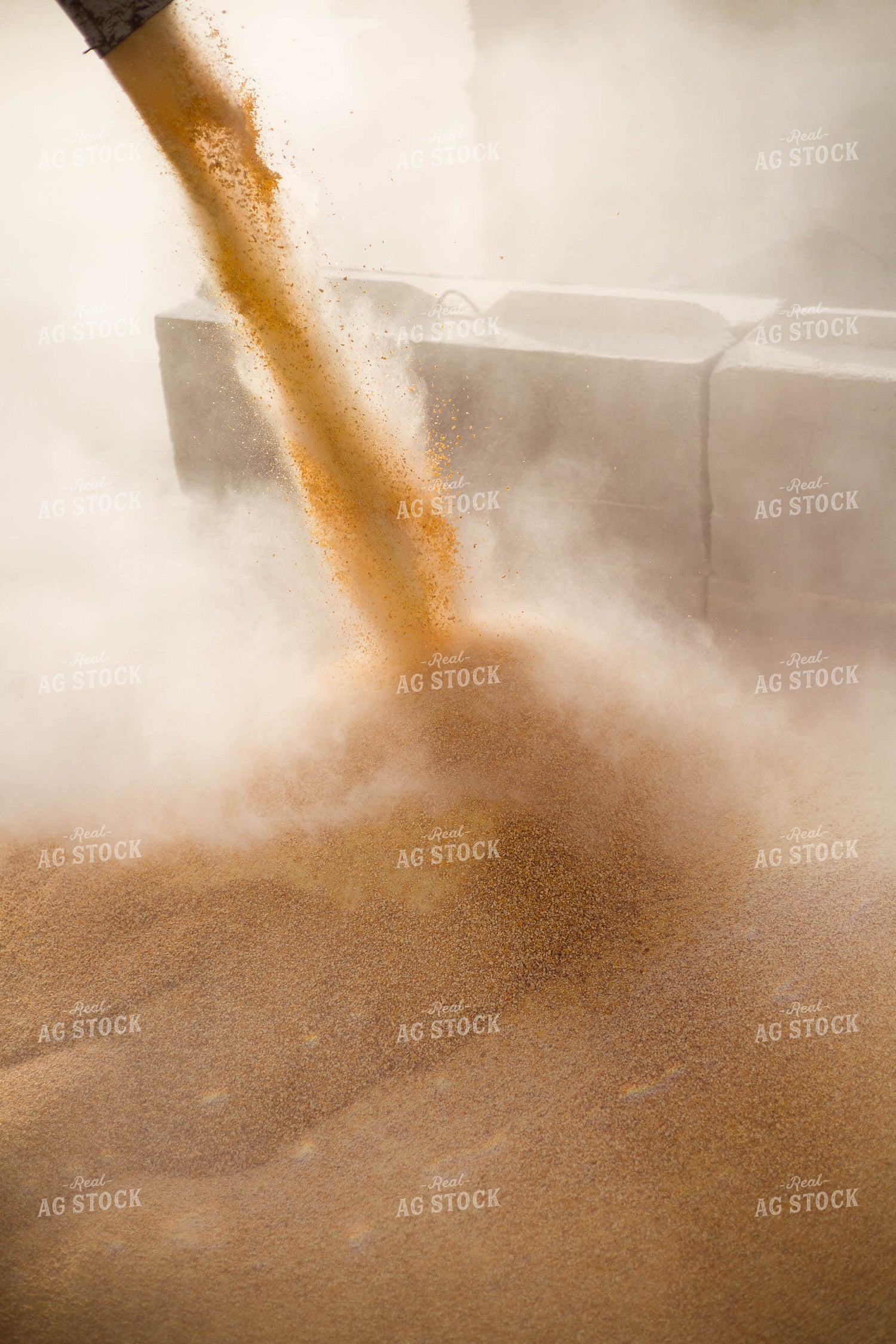 Grinding Corn to Feed Cattle 97242