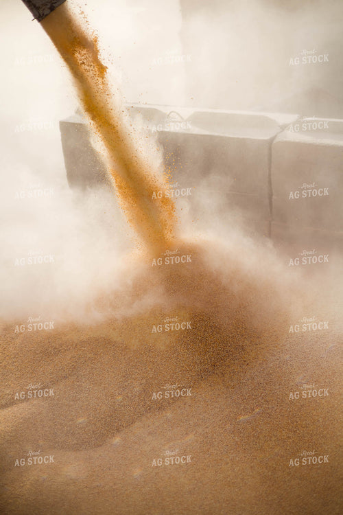Grinding Corn to Feed Cattle 97242