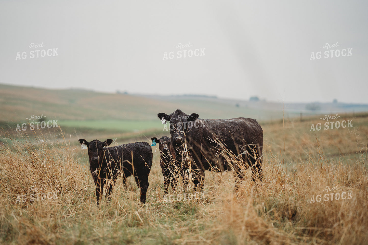 Angus Cattle in Pasture 196158