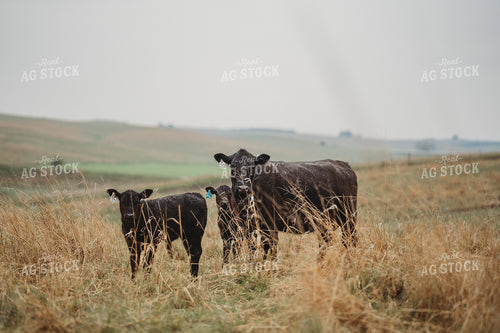 Angus Cattle in Pasture 196158