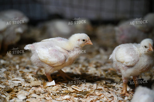 Chicks 90101