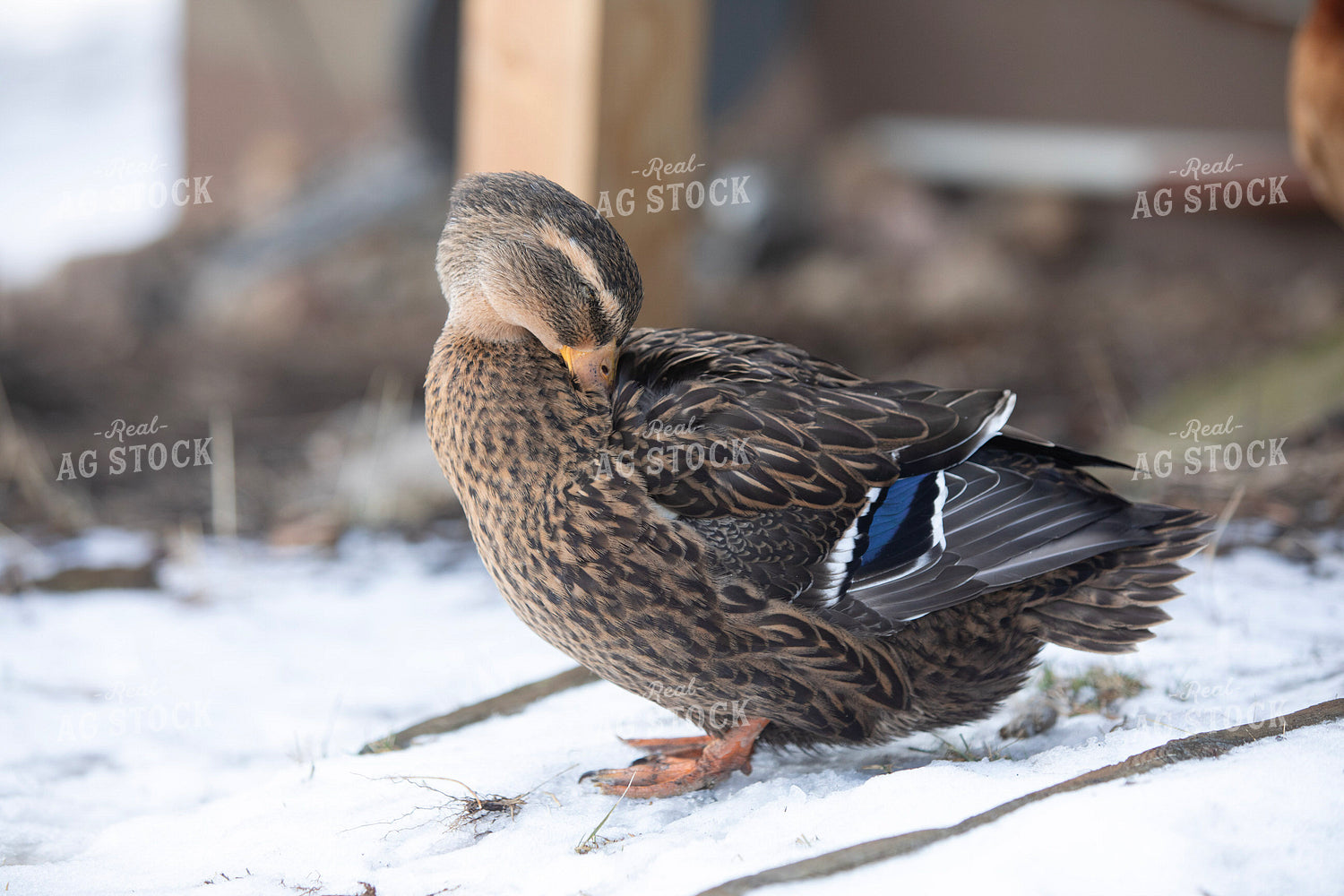 Duck in Snow 117478