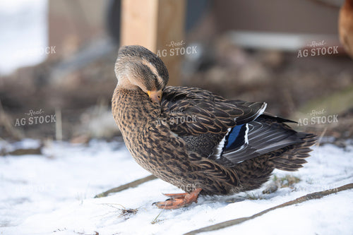 Duck in Snow 117478