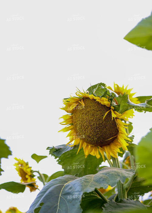 Sunflowers 160186